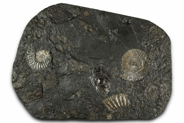 Fossil Ammonite Cluster - Posidonia Shale, Germany #350867